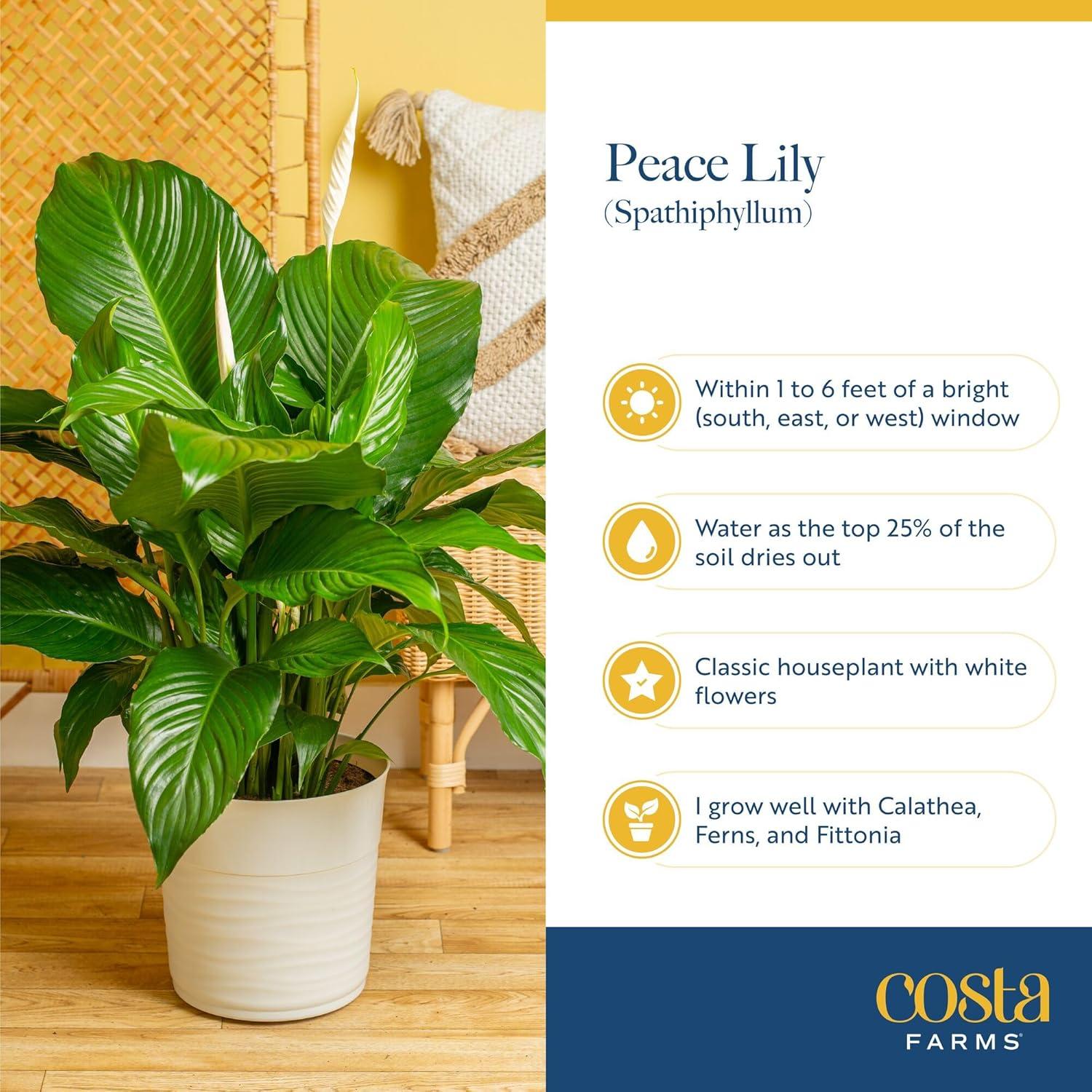 Top Artificial floral Picks & Live Peace Lily for Your Home