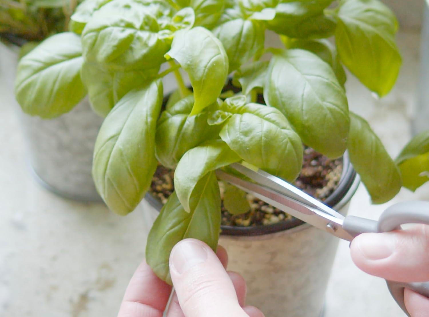 Top Herb Seed Packs for a Flourishing Garden